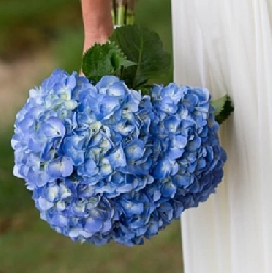 Ramo novia de hortensia 